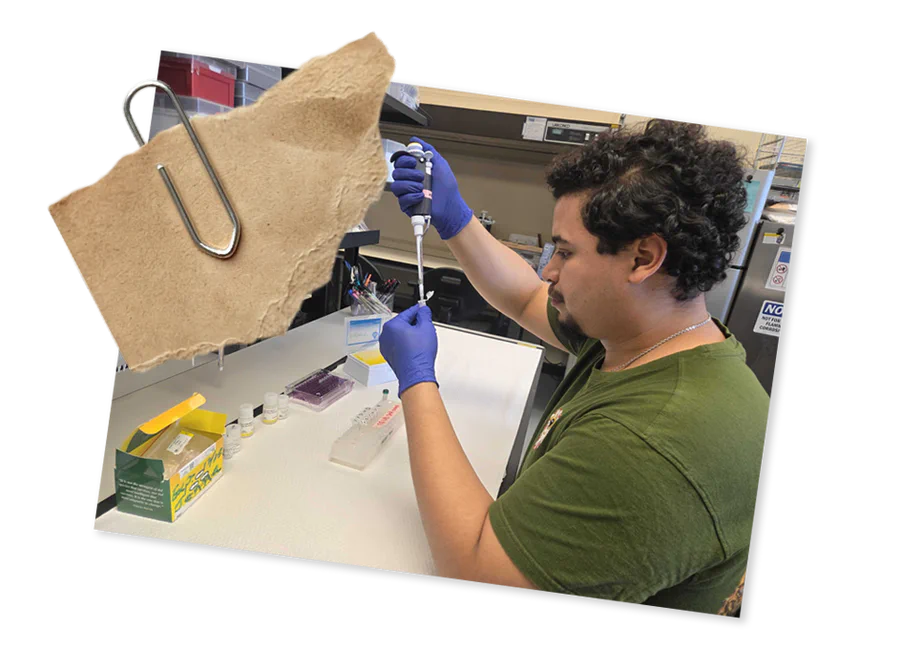 Lab member pipetting in the field