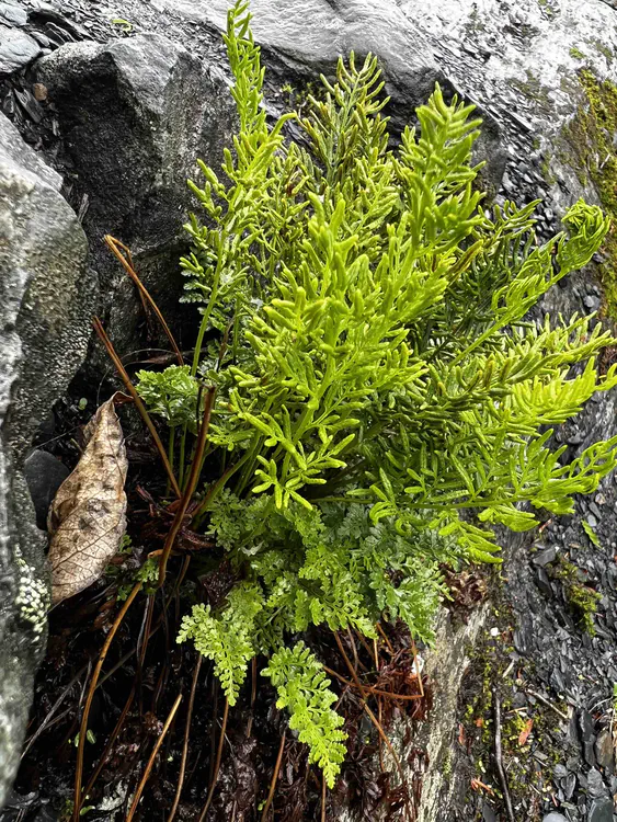 Cryptogramma sp.