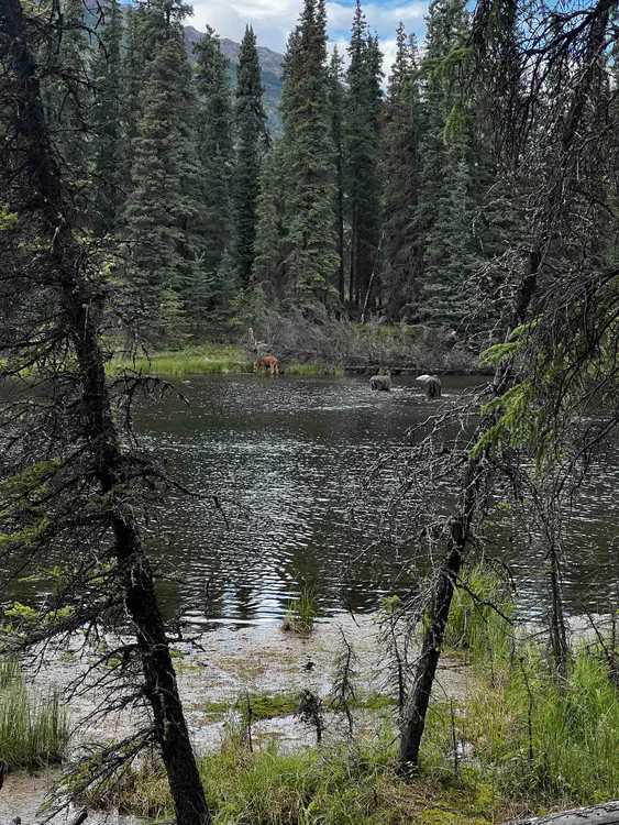 Mother, yearling, and newborn moose in Denali National Park.