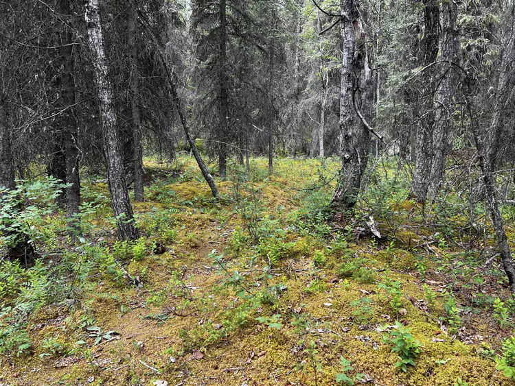 Mossy permafrost.