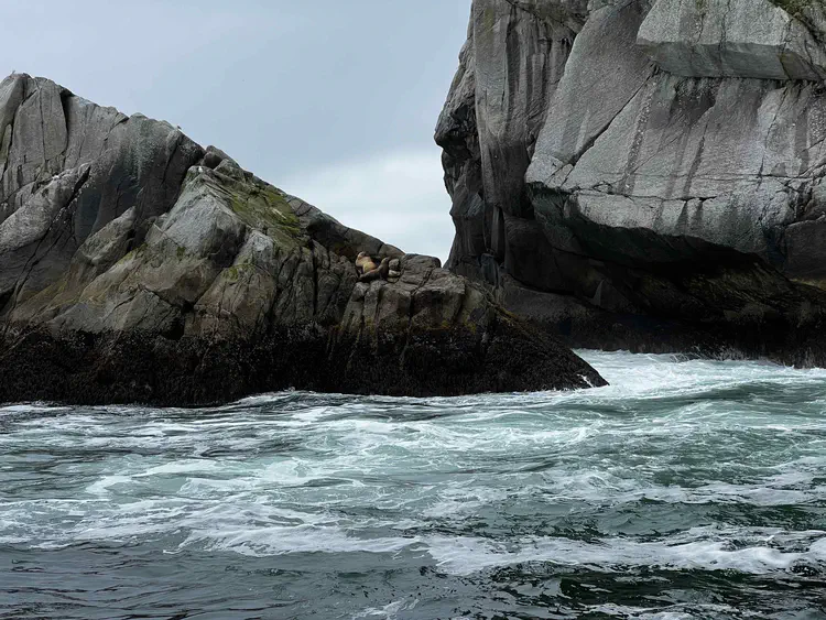 Seals in Kenai Fjords National Park.