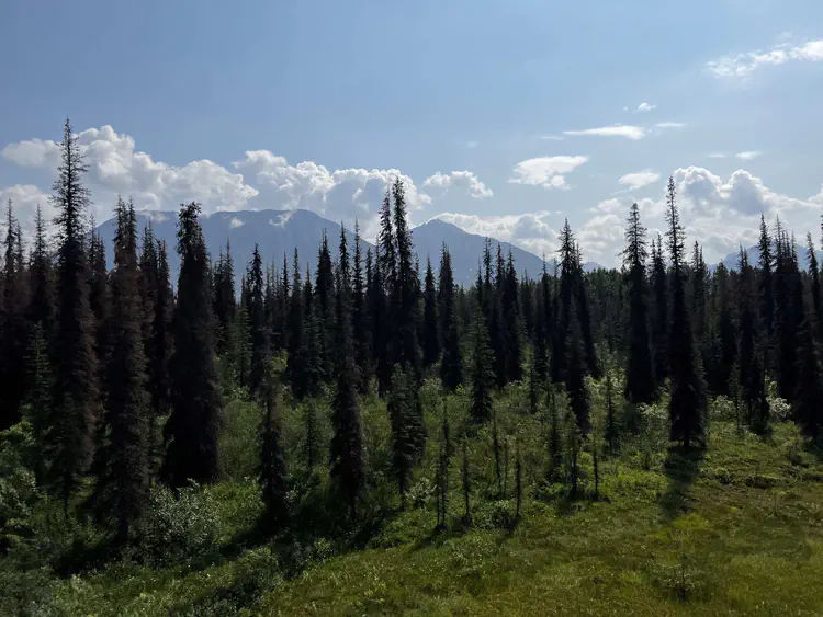 Iconic black spruce, viewed from the Alaska Railroad Denali Star line.