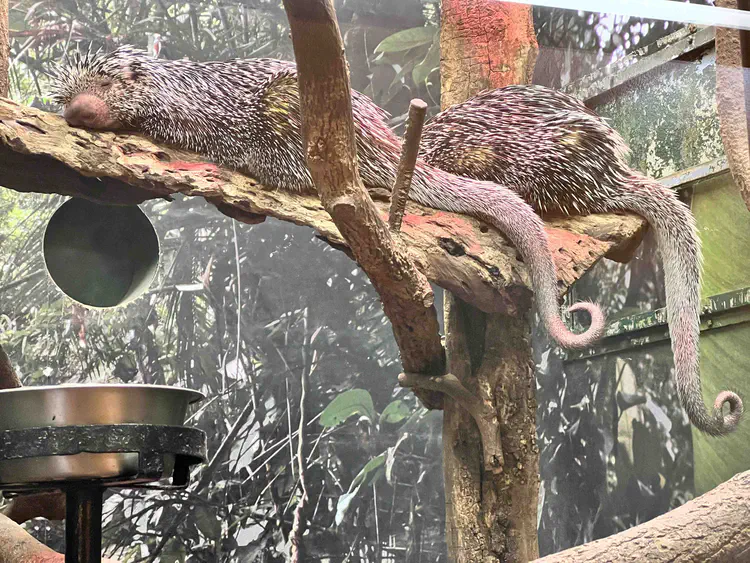 Porcupines with prehensile tails in the National Zoo.