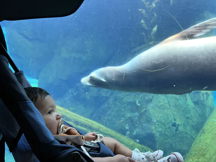 Baby looking at a seal in the National Zoo.