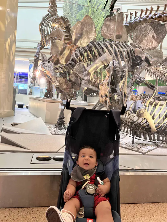 Baby with a Stegosaurus in the National Museum of Natural History.