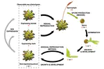 Genotypic confirmation of a biased phenotypic sex ratio in a dryland moss using restriction fragment length polymorphisms