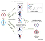Sex chromosomes: How to make a hermaphrodite