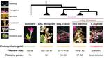 Photosynthetic activity in the heterotrophic plant genus Cuscuta (Convolvulaceae) is modulated by phylogeny and ontogeny